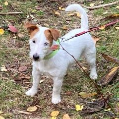 Подробнее об объявлении «Пропала собака Санкт-Петербург» Фото: пропала собака Джек рассел терьер «Пропала собака Санкт-Петербург» в г. Санкт-Петербург
