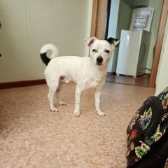 Подробнее об объявлении «Набережные Челны Пропала собака кобель» Фото: пропала собака  «Набережные Челны Пропала собака кобель» в г. Набережные Челны