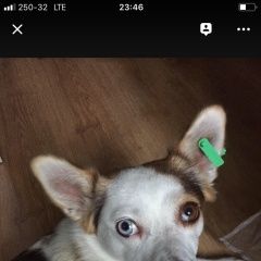 Подробнее об объявлении «Пропала собака Симферополь» Фото: пропала собака  «Пропала собака Симферополь» в г. Симферополь