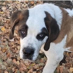 Подробнее об объявлении «Астана Акмолинская обл. (Целиноградская обл.) Пропала собака кобель, помогите найти пожалуйст» Фото: пропала собака Сенбернар «Астана Акмолинская обл. (Целиноградская обл.)...» в г. Астана Акмолинская обл. (Целиноградская обл.)