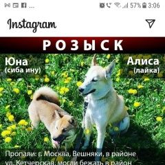 Подробнее об объявлении «Пропала собака Москва» Фото: пропала собака  «Пропала собака Москва» в г. Москва