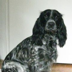 Подробнее об объявлении «Пропала собака Электросталь» Фото: пропала собака Русский охотничий спаниель «Пропала собака Электросталь» в г. Электросталь