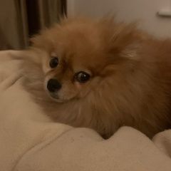 Подробнее об объявлении «Пропала собака шпиц Санкт-Петербург» Фото: пропала собака Померанский шпиц «Пропала собака шпиц Санкт-Петербург» в г. Санкт-Петербург