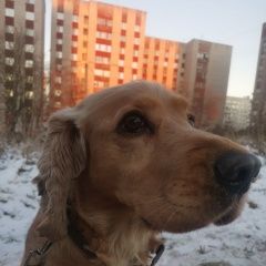 Подробнее об объявлении «Пропала собака кобель Смоленск» Фото: пропала собака Английский кокер-спаниель «Пропала собака кобель Смоленск» в г. Смоленск