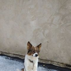 Подробнее об объявлении «Пропала собака кобель по кличке спот Самара» Фото: пропала собака  «Пропала собака кобель по кличке спот Самара» в г. Самара