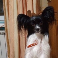 Подробнее об объявлении «Анапа Пропала собака люди добрые помогите, пожалуйста» Фото: пропала собака  «Анапа Пропала собака люди добрые помогите,...» в г. Анапа