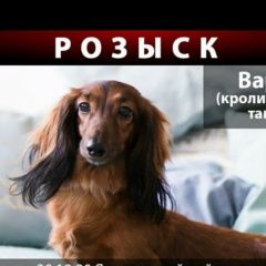 Подробнее об объявлении «Пропала собака наш ребенок Москва» Фото: пропала собака Такса «Пропала собака наш ребенок Москва» в г. Москва