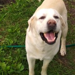 Подробнее об объявлении «Пропала собака кобель белый лабрадор. Чебоксары» Фото: пропала собака Лабрадор ретривер «Пропала собака кобель белый лабрадор. Чебоксары» в г. Чебоксары