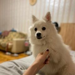 Подробнее об объявлении «Пропала собака в измайлово Москва» Фото: пропала собака Японский шпиц «Пропала собака в измайлово Москва» в г. Москва