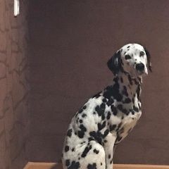 Подробнее об объявлении «Пропала собака Нижний Новгород» Фото: пропала собака Далматин «Пропала собака Нижний Новгород» в г. Нижний Новгород