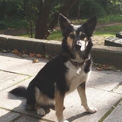 Подробнее об объявлении «Пропала собака Санкт-Петербург» Фото: пропала собака  «Пропала собака Санкт-Петербург» в г. Санкт-Петербург