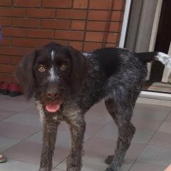 Подробнее об объявлении «Анапа Пропала собака дратхаар, 7 мес» Фото: пропала собака Дратхаар «Анапа Пропала собака дратхаар, 7 мес» в г. Анапа