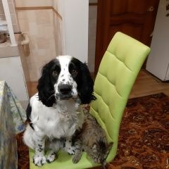 Подробнее об объявлении «Пропала собака кобель Северск» Фото: пропала собака Русский охотничий спаниель «Пропала собака кобель Северск» в г. Северск