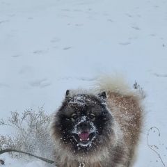Подробнее об объявлении «Пропала собака кобель Новотроицк» Фото: пропала собака Кеесхонд «Пропала собака кобель Новотроицк» в г. Новотроицк