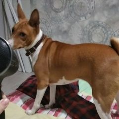 Подробнее об объявлении «Пропала собака 10000 кто найдёт, Адлер» Фото: пропала собака Басенджи «Пропала собака 10000 кто найдёт, Адлер» в г. Адлер