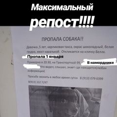 Подробнее об объявлении «Пропала собака 1 числа, в наморднике Новокузнецк» Фото: пропала собака  «Пропала собака 1 числа, в наморднике Новокузнецк» в г. Новокузнецк