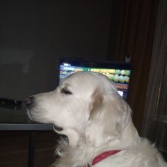 Подробнее об объявлении «Пропала собака кобель золотистый ретривер Санкт-Петербург» Фото: пропала собака  «Пропала собака кобель золотистый ретривер...» в г. Санкт-Петербург