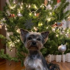 Подробнее об объявлении «Тюмень Пропала собака кобель» Фото: пропала собака Йоркширский терьер «Тюмень Пропала собака кобель» в г. Тюмень