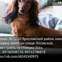 Подробнее об объявлении «Пропала собака наша варенька Москва» Фото: пропала собака Такса «Пропала собака наша варенька Москва» в г. Москва