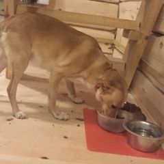 Подробнее об объявлении «Подольск Пропала собака рыжая девочка.» Фото: пропала собака  «Подольск Пропала собака рыжая девочка.» в г. Подольск