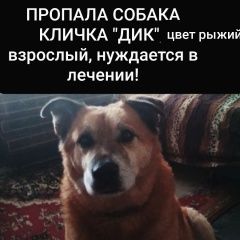 Подробнее об объявлении «Пропала собака кобель его очень ждут и любят дома. Саратов» Фото: пропала собака  «Пропала собака кобель его очень ждут и любят...» в г. Саратов