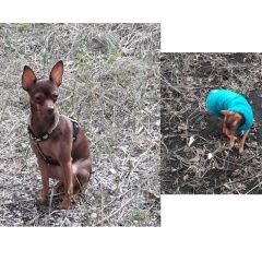 Подробнее об объявлении «Пропала собака маленькая собачка Самара» Фото: пропала собака  «Пропала собака маленькая собачка Самара» в г. Самара