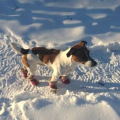 Подробнее об объявлении «Омск Пропала собака кобель джек-рассел терьер» Фото: пропала собака Джек рассел терьер «Омск Пропала собака кобель джек-рассел терьер» в г. Омск