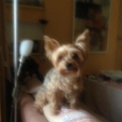 Подробнее об объявлении «Геленджик Пропала собака йоркширский терьер» Фото: пропала собака Йоркширский терьер «Геленджик Пропала собака йоркширский терьер» в г. Геленджик