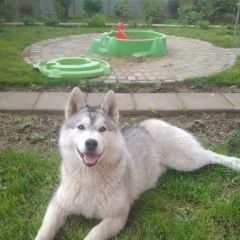 Подробнее об объявлении «Пропала собака хаски Троицк» Фото: пропала собака Сибирская хаски «Пропала собака хаски Троицк» в г. Троицк