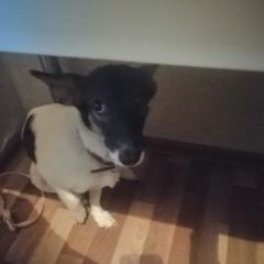 Подробнее об объявлении «Пропала собака Самара» Фото: пропала собака  «Пропала собака Самара» в г. Самара