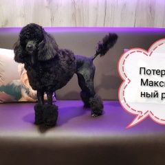 Подробнее об объявлении «Анапа Пропала собака ст. гостагаевская» Фото: пропала собака Пудель «Анапа Пропала собака ст. гостагаевская» в г. Анапа