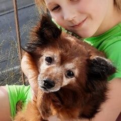 Подробнее об объявлении «Пропала собака кобель той-терьер рыжего цвета Санкт-Петербург» Фото: пропала собака Той-терьер «Пропала собака кобель той-терьер рыжего цвета...» в г. Санкт-Петербург