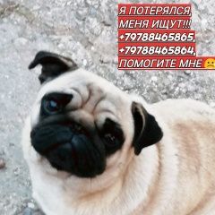 Подробнее об объявлении «Пропала собака кобель (украли) домашний любимец Красногвардейское» Фото: пропала собака Мопс «Пропала собака кобель (украли) домашний любимец...» в г. Красногвардейское