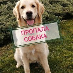 Подробнее об объявлении «Пропала собака Москва» Фото: пропала собака Голден ретривер «Пропала собака Москва» в г. Москва