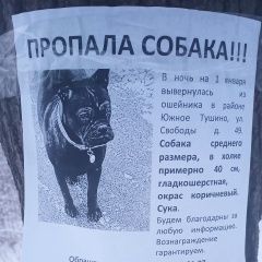 Подробнее об объявлении «Пропала собака собачка. Москва» Фото: пропала собака  «Пропала собака собачка. Москва» в г. Москва