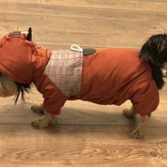 Подробнее об объявлении «Подольск Пропала собака девочка асти» Фото: пропала собака Йоркширский терьер «Подольск Пропала собака девочка асти» в г. Подольск