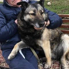 Подробнее об объявлении «Пропала собака Нарофоминск» Фото: пропала собака  «Пропала собака Нарофоминск» в г. Нарофоминск