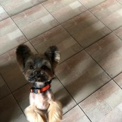 Подробнее об объявлении «Пропала собака кобель Москва» Фото: пропала собака Йоркширский терьер «Пропала собака кобель Москва» в г. Москва