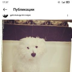 Подробнее об объявлении «Ярославль Пропала собака кобель» Фото: пропала собака Мальтийская болонка «Ярославль Пропала собака кобель» в г. Ярославль