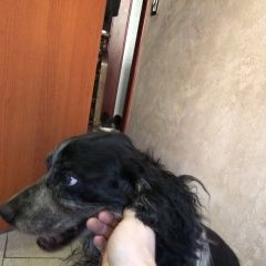 Подробнее об объявлении «Ярославль Пропала собака кобель собака спаниель черно-белый окрас» Фото: пропала собака Русский охотничий спаниель «Ярославль Пропала собака кобель собака спаниель...» в г. Ярославль