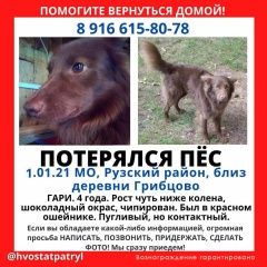 Подробнее об объявлении «Дорохово Пропала собака кобель» Фото: пропала собака  «Дорохово Пропала собака кобель» в г. Дорохово