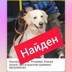 Подробнее об объявлении «Пропала собака кобель Раменское» Фото: пропала собака Голден ретривер «Пропала собака кобель Раменское» в г. Раменское