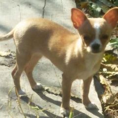 Подробнее об объявлении «Анапа Пропала собака отблагодарить готовы.» Фото: пропала собака Чихуахуа «Анапа Пропала собака отблагодарить готовы.» в г. Анапа