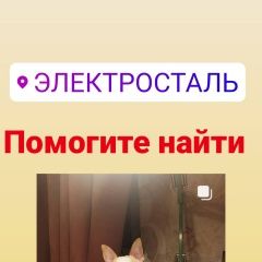 Подробнее об объявлении «Пропала собака кобель Электросталь» Фото: пропала собака Чихуахуа «Пропала собака кобель Электросталь» в г. Электросталь