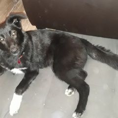 Подробнее об объявлении «Пропала собака щенок, девочка, метис, 5 мес. Ломоносов» Фото: пропала собака  «Пропала собака щенок, девочка, метис, 5 мес....» в г. Ломоносов