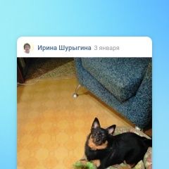 Подробнее об объявлении «Пропала собака помогите найти собаку Электросталь» Фото: пропала собака  «Пропала собака помогите найти собаку Электросталь» в г. Электросталь