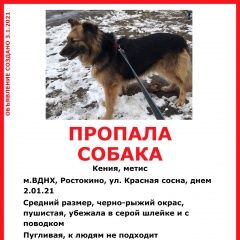 Подробнее об объявлении «Пропала собака Москва» Фото: пропала собака  «Пропала собака Москва» в г. Москва