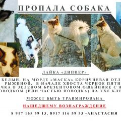 Подробнее об объявлении «Пропала собака лайка диппер Самара» Фото: пропала собака  «Пропала собака лайка диппер Самара» в г. Самара
