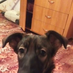 Подробнее об объявлении «Омск Пропала собака кобель» Фото: пропала собака  «Омск Пропала собака кобель» в г. Омск