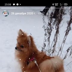 Подробнее об объявлении «Пропала собака Санкт-Петербург» Фото: пропала собака Немецкий шпиц «Пропала собака Санкт-Петербург» в г. Санкт-Петербург